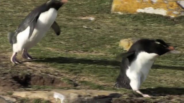 Птицы, Которые Не Умеют Летать. Птицы и факты. смотреть онлайн