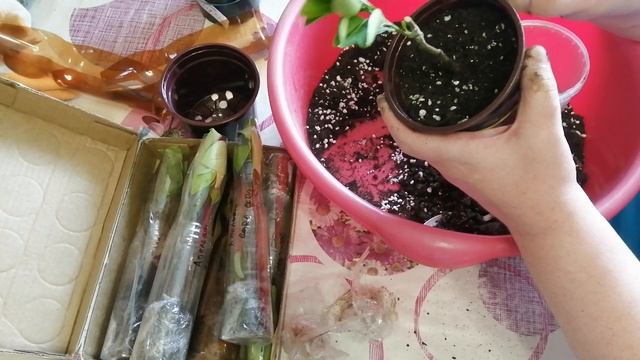 Пересадка маленьких Цитрусов от Сергея Маринкова