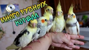 Выбираем девочку Кореллу для нашего Тошки))