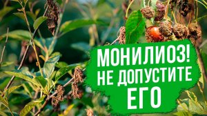 Монилиоз косточковых - как с ним бороться?