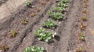 Новая грядка клубники