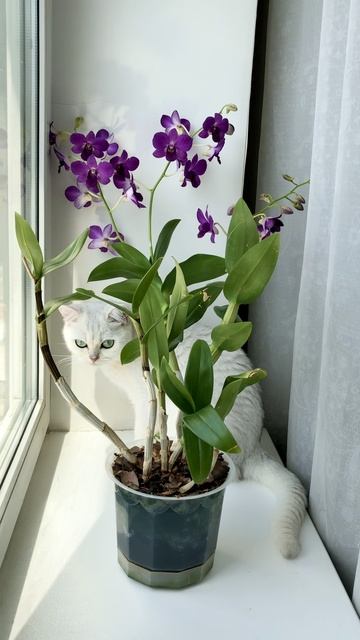 Кошка Кристалл с орхидеей 🌸