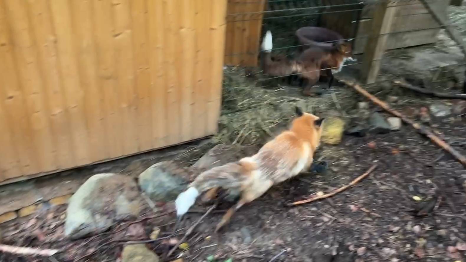 Лиса-Алиса. Дикие крики из вольера лиса Игниса смотреть онлайн