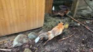 Лиса-Алиса. Дикие крики из вольера лиса Игниса