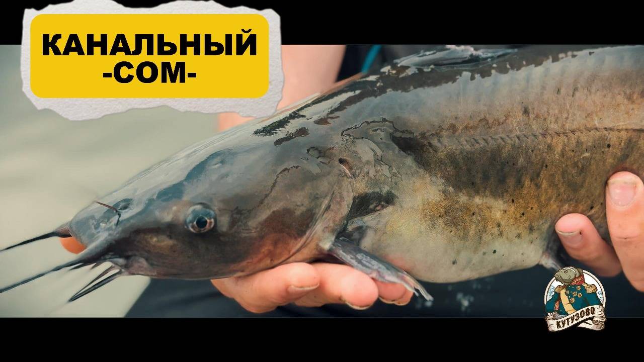 Приход и зарыбление канальным Сомом