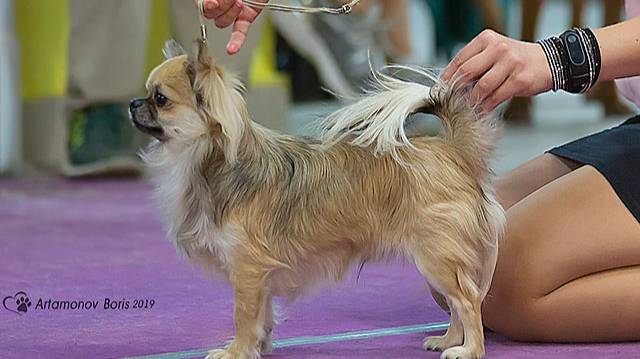 Профессиональный груминг чихуахуа длинношерстных смотреть онлайн