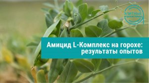 Боремся с гербицидным стрессом на горохе: результаты опытов