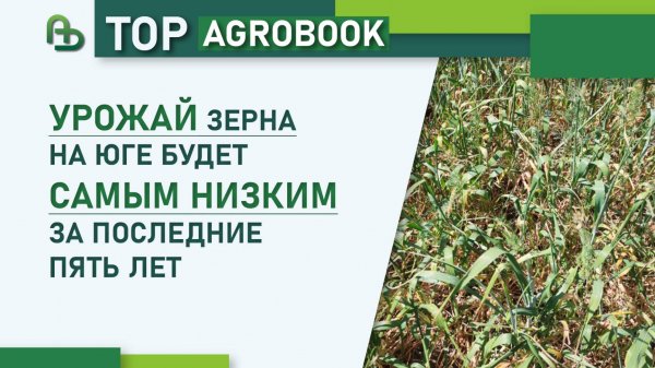 Урожай зерна на юге будет самым низким за последние пять лет | TOP Agrobook: обзор аграрных новостей