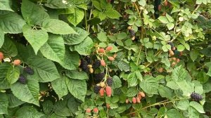 Ежевика Блэк Джем на побегах прошлого года. 22.07.25 г.