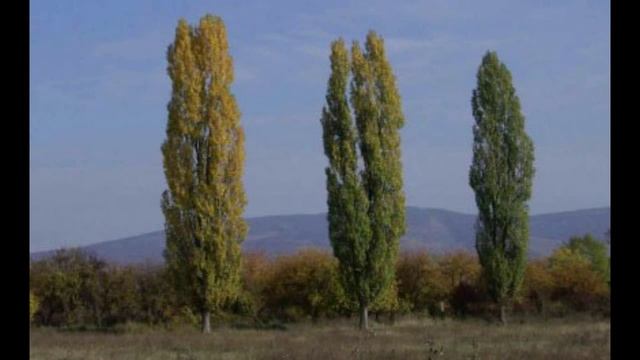 Тополя тополя.mp4 смотреть онлайн