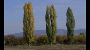 Тополя тополя.mp4