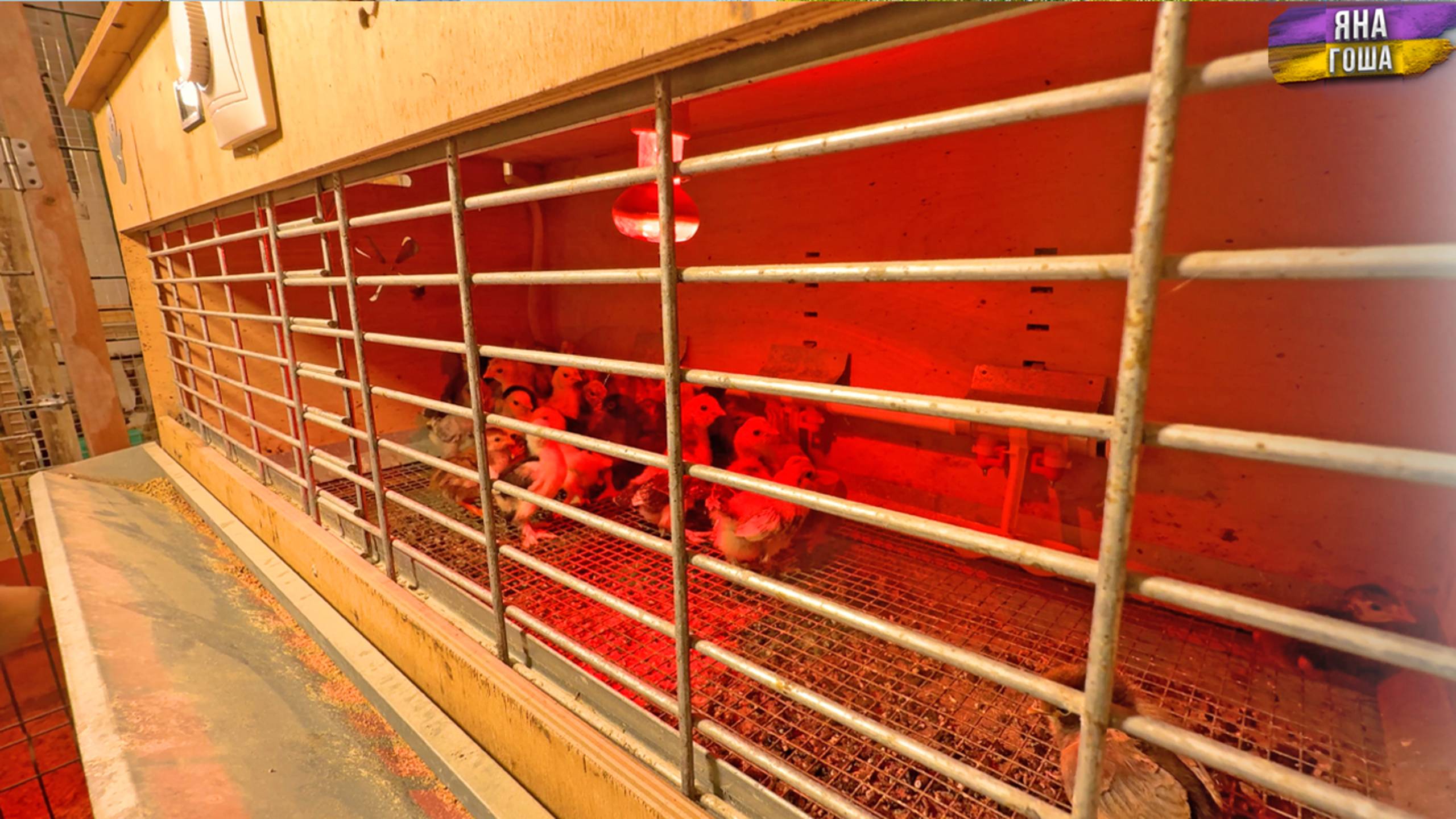 Сильный падёж цыплят... Не знаем почему. смотреть онлайн