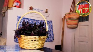 Выбрали ЖИЗНЬ В ГЛУШИ У ЛЕСА в белорусской деревне