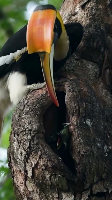 Удивительная сцена