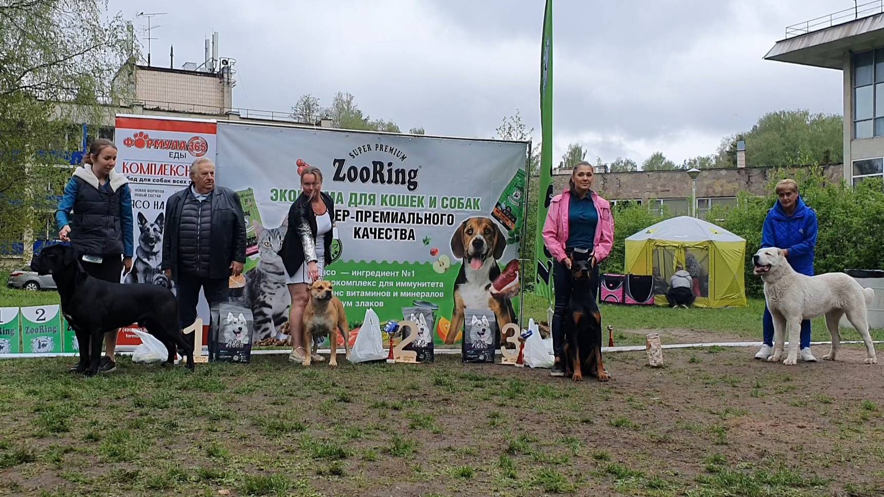24.05.2025, СПб. Клуб "Аллен" (РКФ, ОАНКОО). Выставка собак САС 2 группы FCI смотреть онлайн