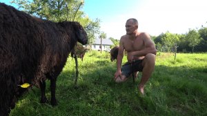 ЖИВЯ в ЛЕСУ НАУЧИЛСЯ РАДОВАТЬСЯ МЕЛОЧАМ. №353