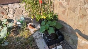 Как вырастить себе еду без почвы?!