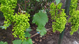 КИШ-МИШ на моём участке!!! 
Часть 2