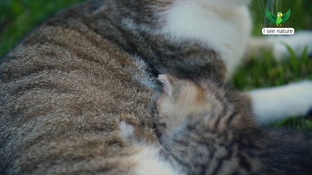 Почему кошка мурчит? смотреть онлайн