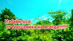 Борщевик Сосновского уничтожает человека