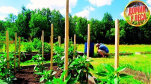 НАША ЖИЗНЬ В ГЛУХОЙ БЕЛОРУССКОЙ ДЕРЕВНЕ В ЛЕСУ