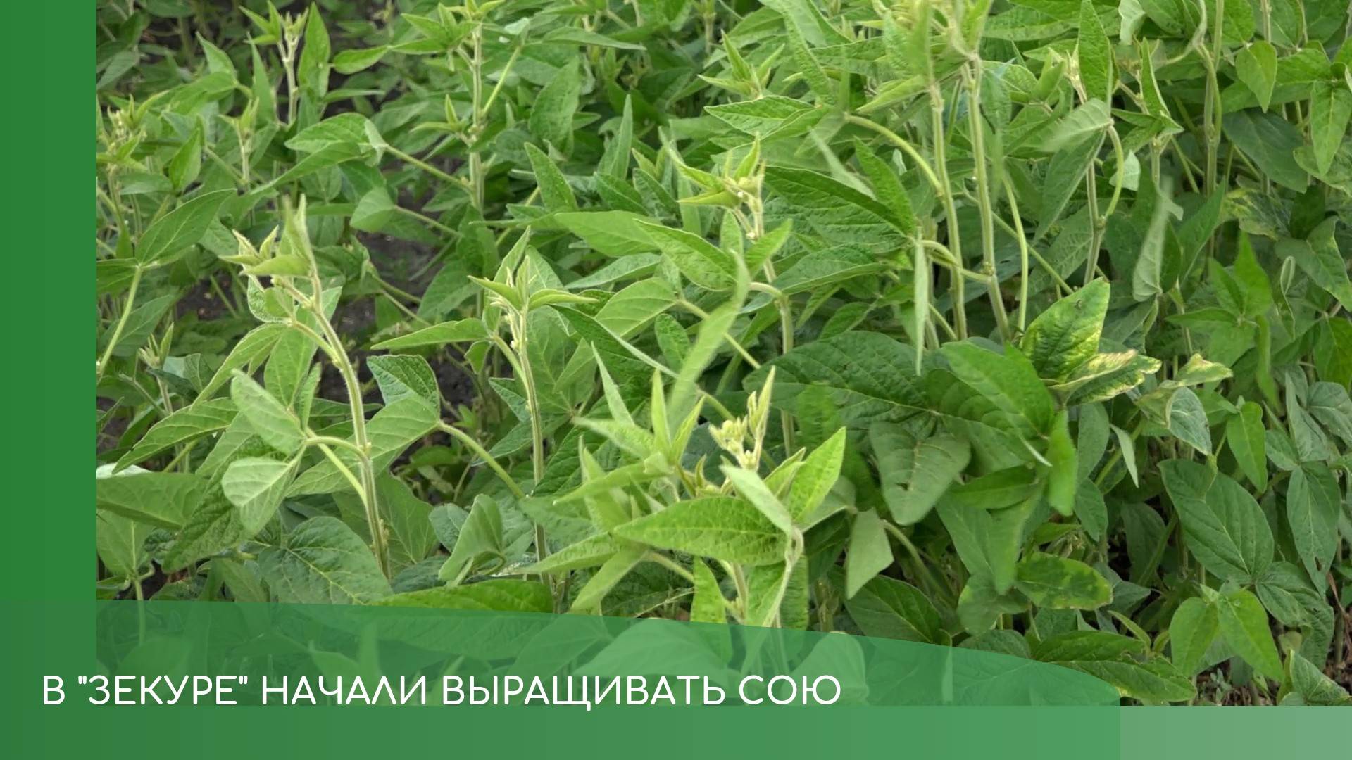 "Зекура" смотреть онлайн