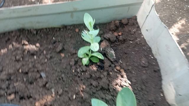 Эустома в теплице скоро зацветëт #эустома#цветы#цветынадаче смотреть онлайн