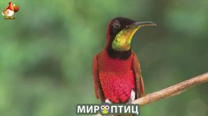 Мир птиц – красота и грация пернатых созданий Природы 🦩🦚🦜 Выпуск (325) 🦉🐦🐤