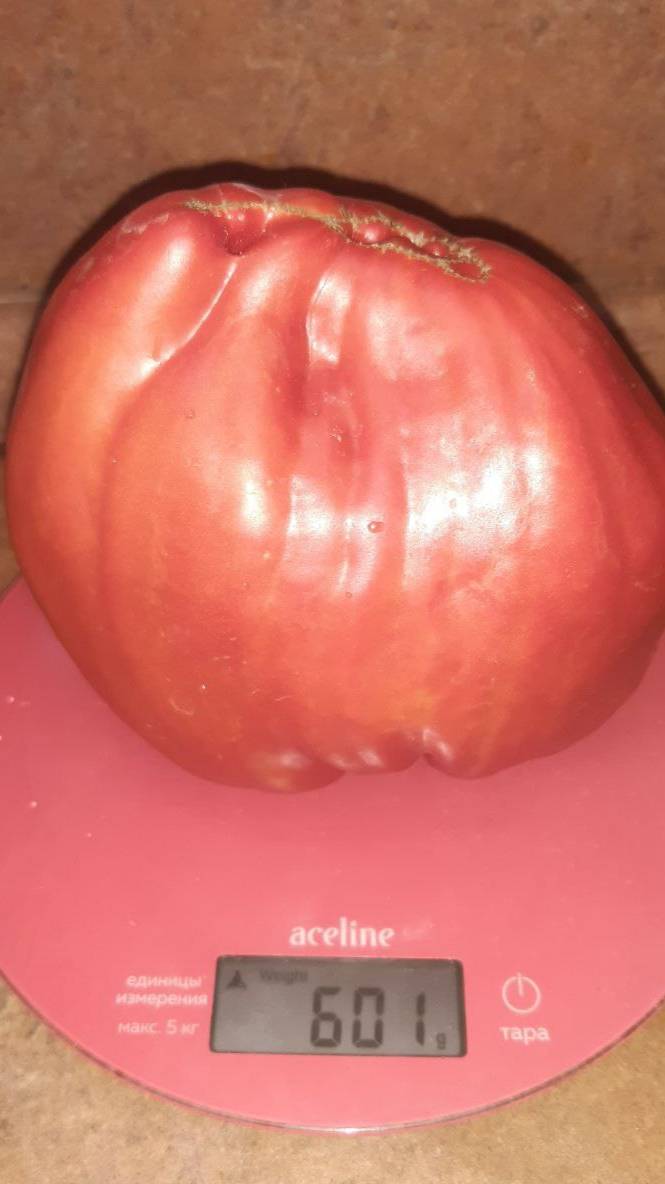 Томат ГИГАНТСКИЙ МЕЧ - ЛЮБИМЧИК смотреть онлайн