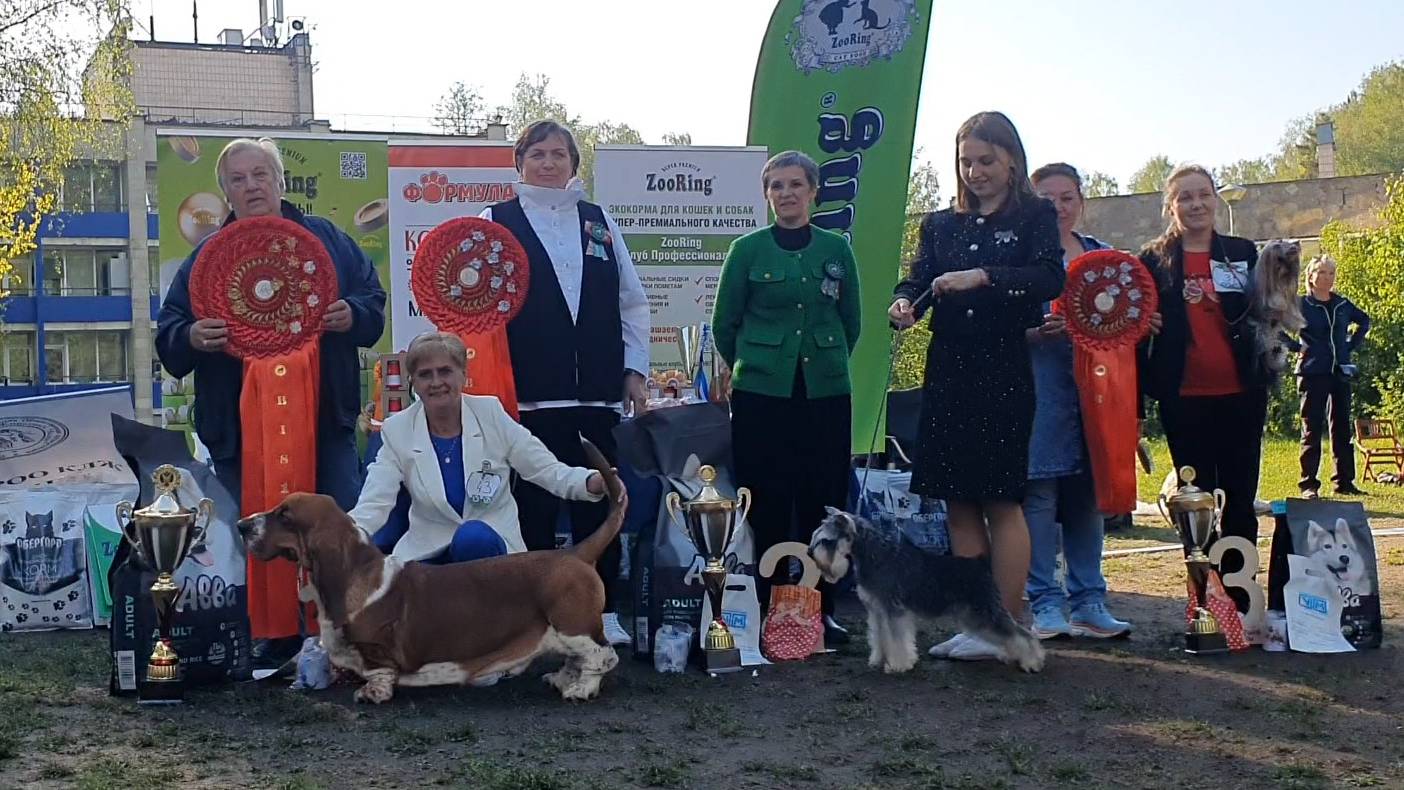 24.05.2025, СПб. Клуб "Аллен" (РКФ, ОАНКОО). Выставка собак всех пород "ОГНИ ПОБЕДЫ" (САС, ЧФ) смотреть онлайн