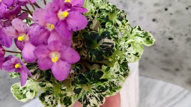 Фиалка Mac's Pizzicato Paradise