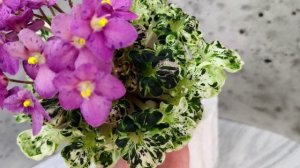 Фиалка Mac's Pizzicato Paradise