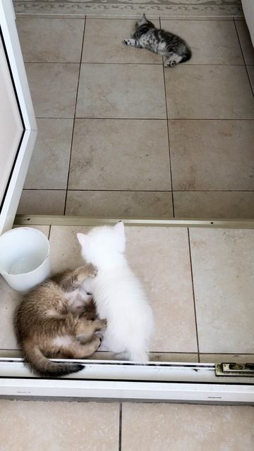 Котята кошки Кайли подросли.