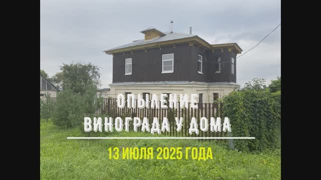 Опыление винограда у дома