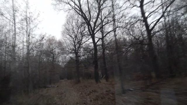 Лесная дорога за селом Садовка (Балтайский район).