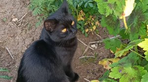 МЫ В ОТВЕТЕ ЗА НИХ...