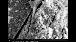 Шокирующее открытие бактерий внутри образцов астероида Рюгу