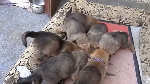 НОВЫЕ ПОРОДЫ СОБАК смотреть онлайн