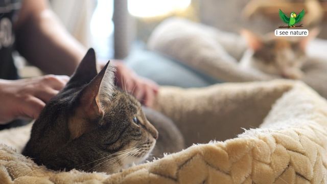 Почему кошки боятся воды? смотреть онлайн