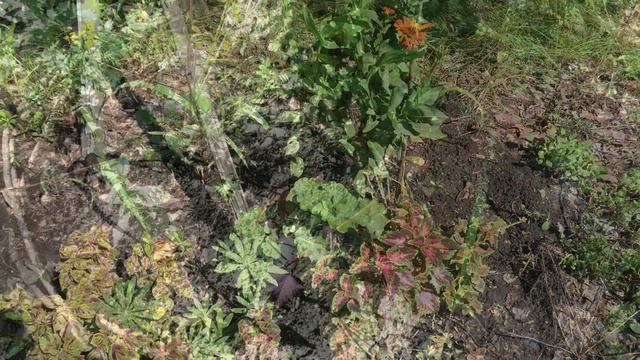 Расчистка участка под ленивый газон смотреть онлайн