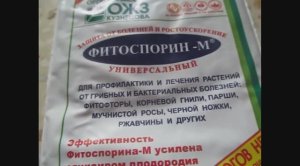 Как разводить Фитоспорин пасту