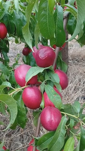 нектарин Сильвер Рома (Silver Rome)