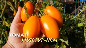 Томат ЛИСИЧКА. Обзор сортов ТОМАТОВ!