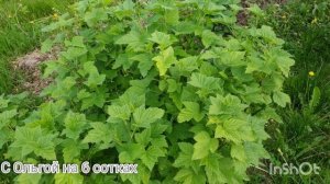 Основные болезни чёрной смородины.