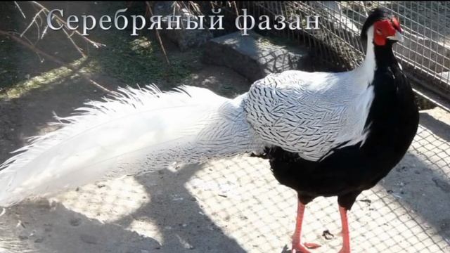 кино в наших глазах смотреть онлайн