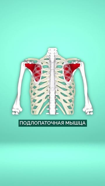 ЭФФЕКТИВНОЕ упражнение от боли в плече! #плечо #здоровье #упражнение смотреть онлайн
