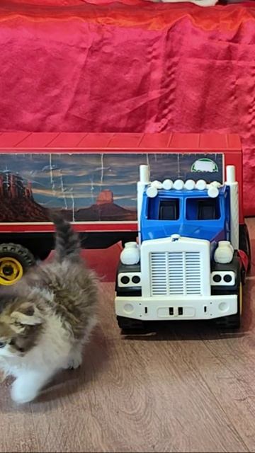 КОТЯТА. Котёнок вылезает из детского грузовика. #шорты смотреть онлайн