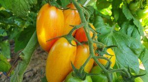 СОЗРЕВШИЕ ТОМАТЫ НА КУСТАХ В ОГ 23 ИЮЛЯ 2025.
