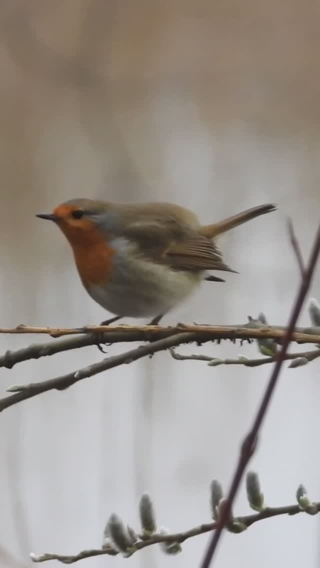 Птицы России, Малиновка Зарянка, Новгородская область, красивые птицы смотреть онлайн