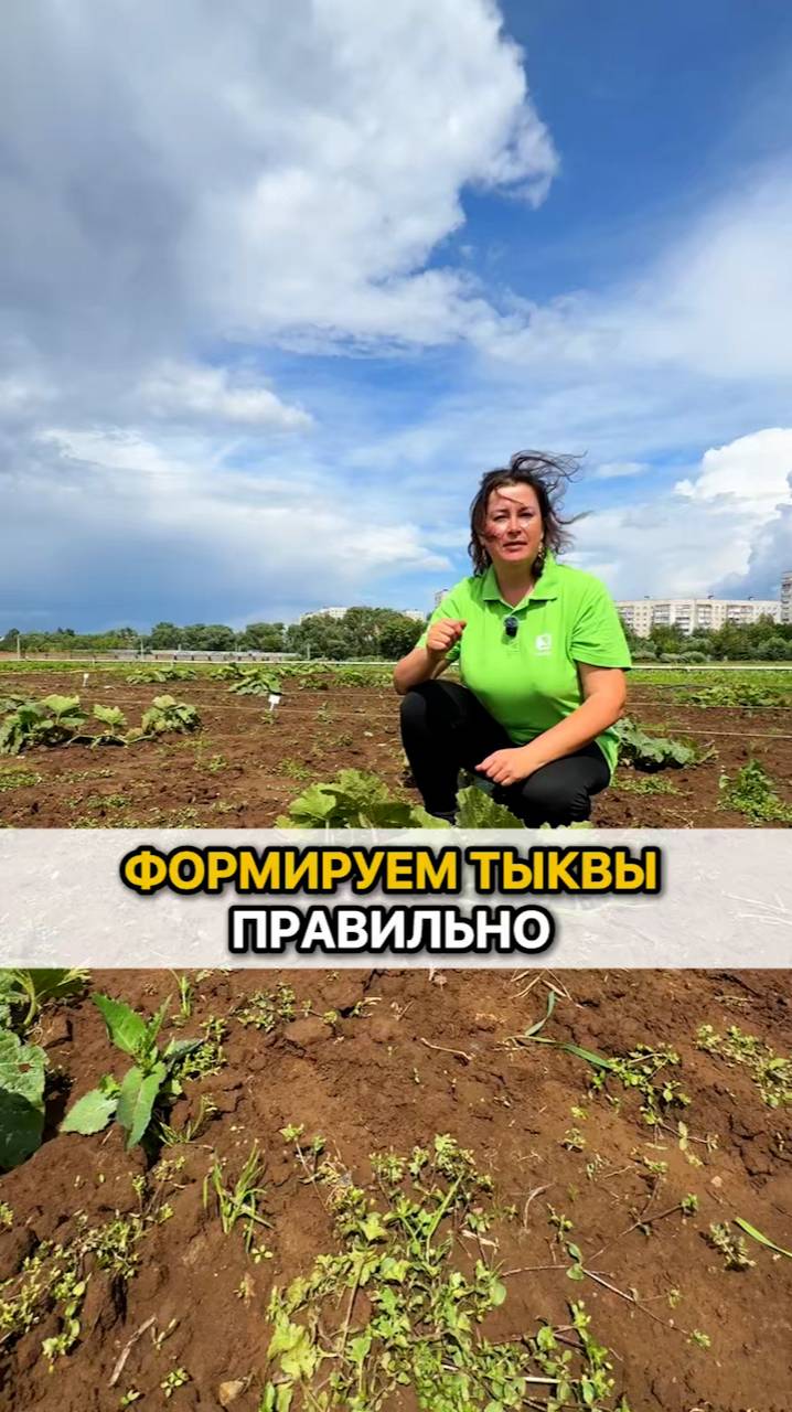 Формируем тыквы ПРАВИЛЬНО!